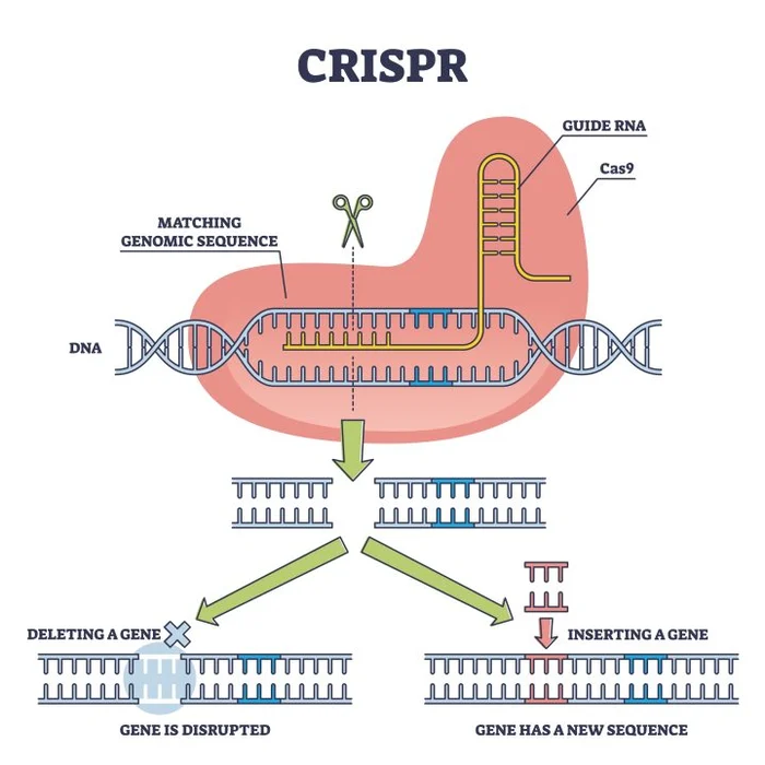 CRISPR Technology